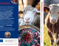 Zdjęcie nr 2 zagrożenia wystąpienia pryszczycy u zwierząt