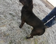 Zdjęcie nr 0 bezdomnych piesków szukających nowego właściciela