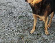 Zdjęcie nr 2 bezdomnych piesków szukających nowego właściciela