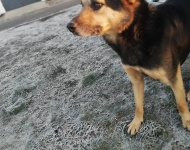 Zdjęcie nr 3 bezdomnych piesków szukających nowego właściciela