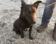 Zdjęcie nr 6 bezdomnych piesków szukających nowego właściciela