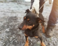 Zdjęcie nr 9 bezdomnych piesków szukających nowego właściciela